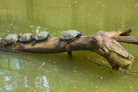 Row of turtles Stock Photos