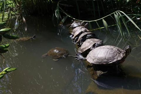 A row of turtles taking a sunbath Stock Photos