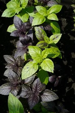 Row of two types of basil growing in a greenhouse. natural lighting is used. Stock Photos