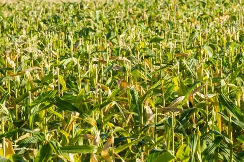 Row upon row of cornstalks Stockfoto's