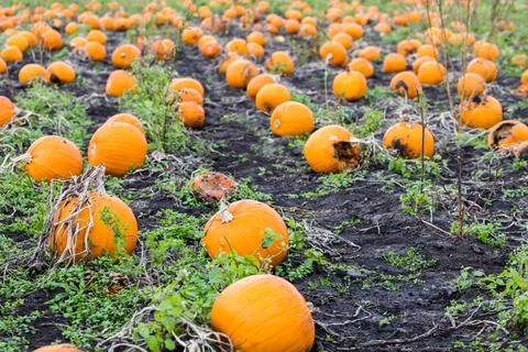 Row upon row of pumpkins Stock Photos