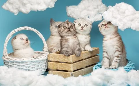Row of various Scottish kittens looking up and funny sitting in a wooden box  Stock Photos