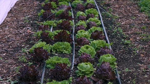 Row of vegetables in a city farm Stock Footage 86007583