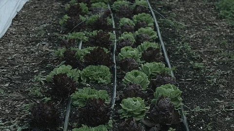Row of vegetables in a city farm Stock Footage 86008098
