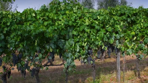 Row of vines with bunches of red grapes moved by the wind Stock Footage 153000331