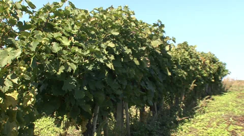 Row of vines Stock Footage 35582843