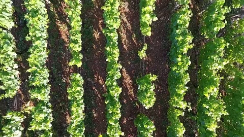Row vines on hill, under a big sun and blue sky Stock Footage 74454624