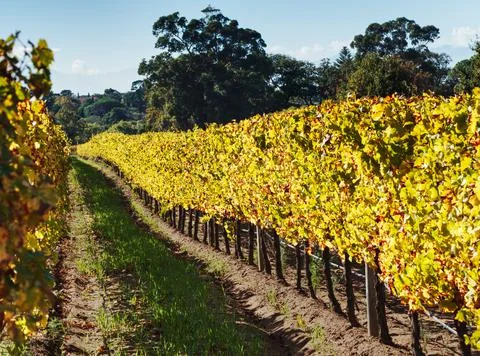 Row of Vines Stock Photos