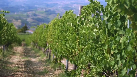 Row of vineyard in Italy Video stock 256035290
