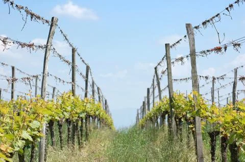 A row in the vineyard in may Stock Photos