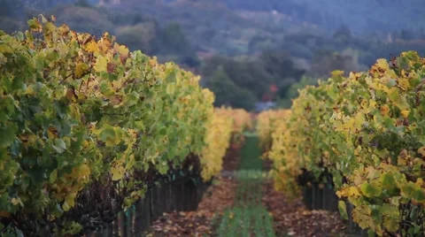 Row Vineyards Vines Stock Footage 939736