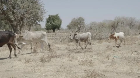 Row of walking cows Stock Footage 341342795