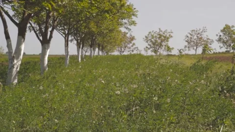 A row of walnut trees in the garden during the daytime Video stock 89922824