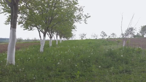 A row of walnut trees in the garden during the daytime, pan up Video stock 89922845