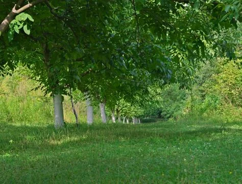 Row of walnut trees trunks painted in white and leaves Stock Photos