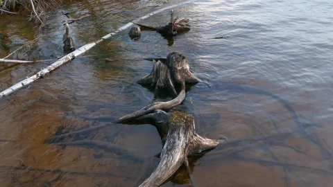 A row of weathered tree stumps and roots emerges from shallow water of calm lake Stock-Footage 318196060