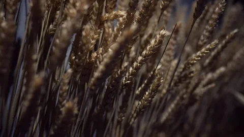 A row of wheat ears. Stock Footage 311243098