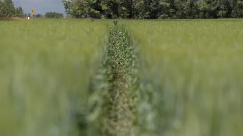 Row of wheat Stock Footage 67637828