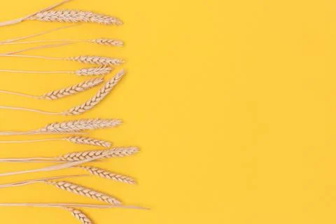 Row of wheat spikelets on a yellow background. Stock Photos