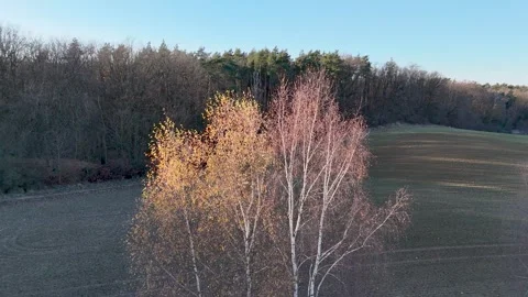 Row of White Birch Trees on Field Edge with Autumn Forest Background Stock Footage 323330758