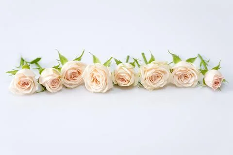 Row of white roses 스톡 사진