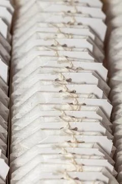 Row of white tea bags with strings in a cardboard box package Stock Photos