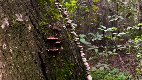 Row of Wild Bracket Mushrooms on Mossy Tree Trunk, Chapada Diamantina Brazil 108 Stock Footage 335959553