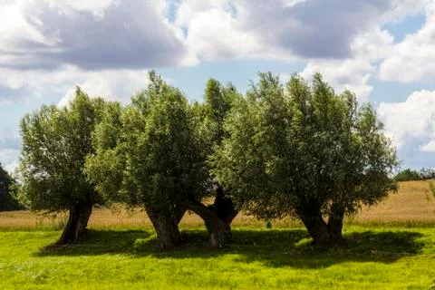 A row of willow tree's Stock Photos