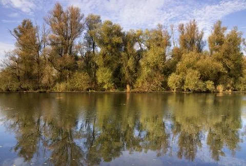 Row of willow trees Stock Photos
