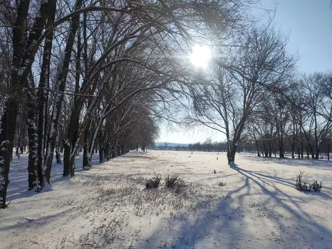 Row of winter trees Fotos de archivo