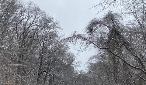 A Row of Winter Trees Stock Photos