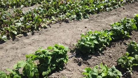 A row of yellow beans 4K Stock Footage 136103274