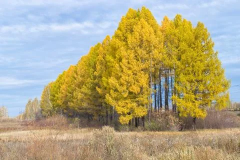 Row of yellow trees with cloudy sky Stock Photos