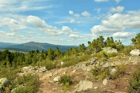 A row of young cedars growing along the rocky slopes of a beautiful mountai.. Foto stock