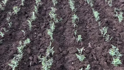 Row of Young Chickpea Plants Growing in Black Soil Farmland Stock-Footage 320387075