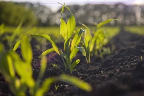 Row of young corn on the field. Selective focus. Stock Photos