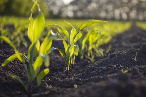 Row of young corn on the field. Selective focus. Stock Photos