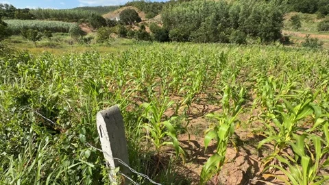 Row of young corn plants with forming ears stands in an open agricultural field Stock Footage 327837491