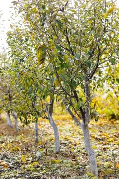 Row of young fruit trees with whitewashed trunks in autumn farm orchard Stock Photos