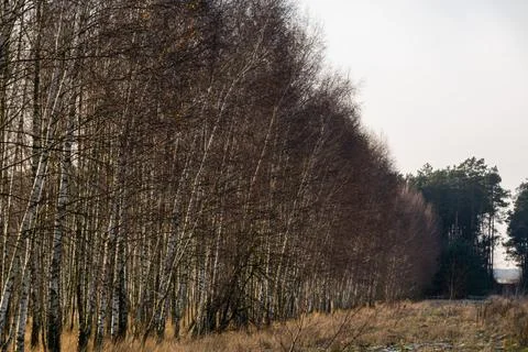 A row of young leafless birches with a dense forest in the background Stock Photos