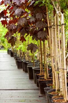 Row of young maple trees in plastic pots. Alley of seedling trees. Stock Photos