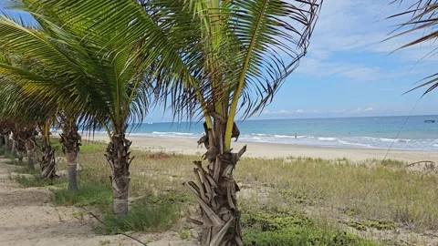 Row of Young Palm Trees Above Beach and Sea, Punta Sal, Peru 8K Stock Footage 331482834
