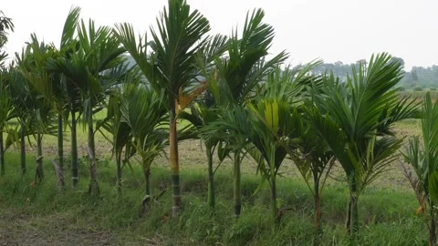 Row of Young Palm Trees Video stock 336689591