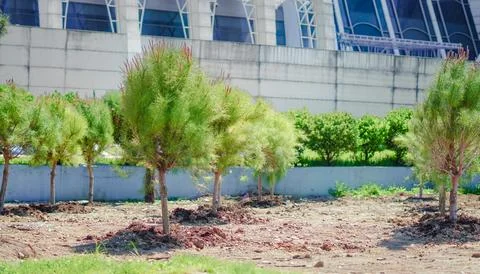 Row of young pine trees recently planted in an urban park area with a modern  Stock Photos