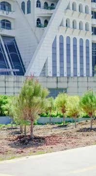 Row of young pine trees recently planted in an urban park area with a modern  Stock Photos