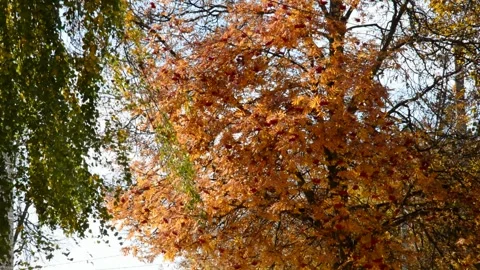 Rowan and birch in autumn Stock Footage 273177465