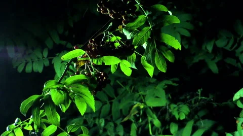 Rowan and insects Stockbeeldmateriaal 40433029