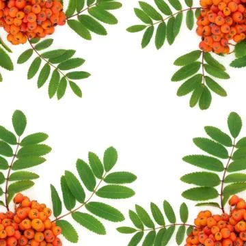 Rowan Ash Berry Background Border Stock Photos