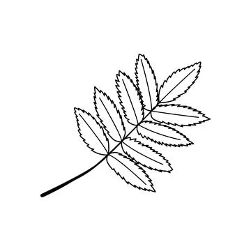 Rowan ash leaves branch vector hand drawn line art outline isolated on white Stock Illustration