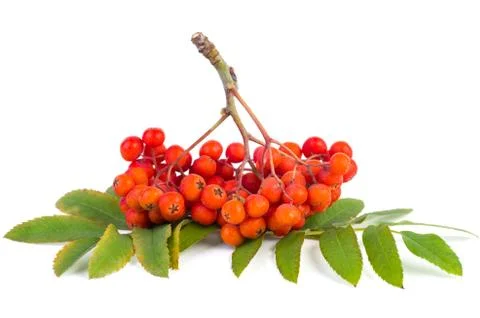 Rowan (ashberry) cluster Stock Photos